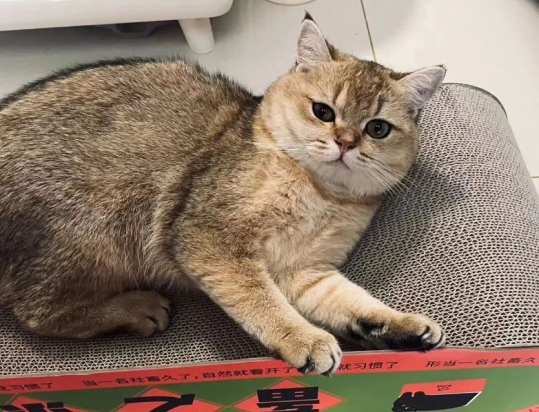 萌宠首秀，到底谁才能c位出道？