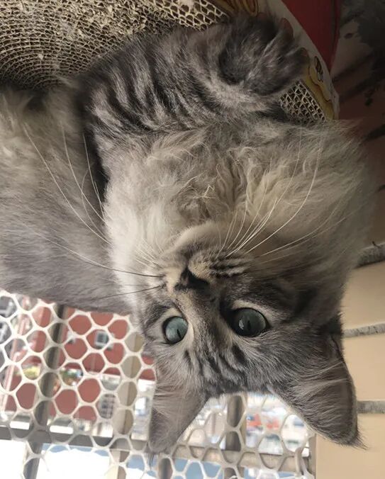 萌宠首秀，到底谁才能c位出道？