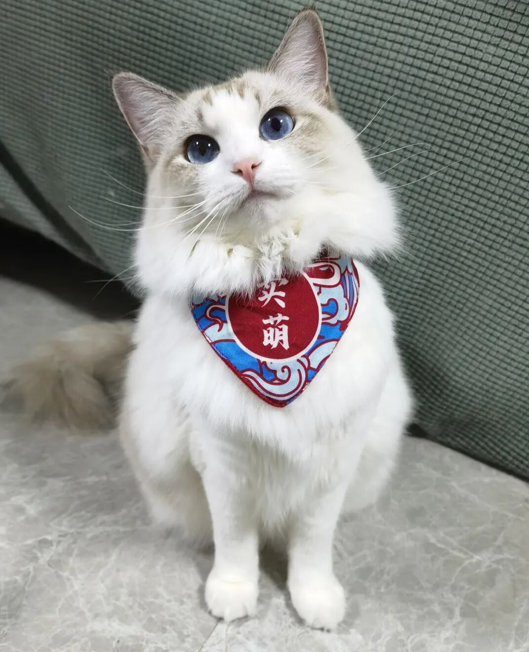 萌宠首秀，到底谁才能c位出道？