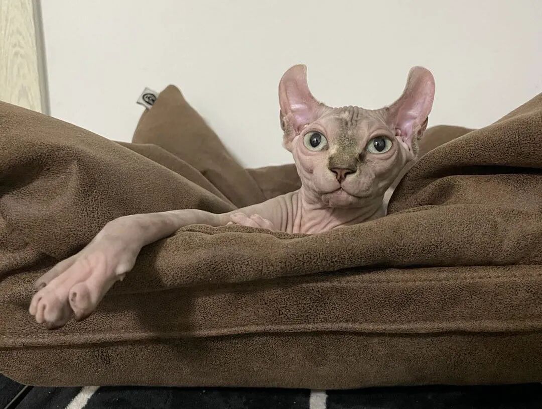 萌宠首秀，到底谁才能c位出道？