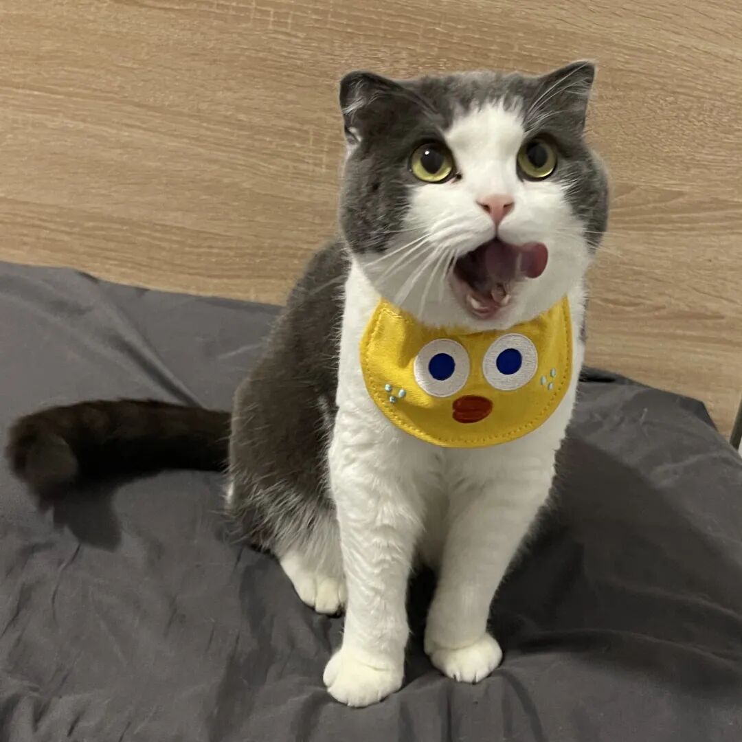 萌宠首秀，到底谁才能c位出道？