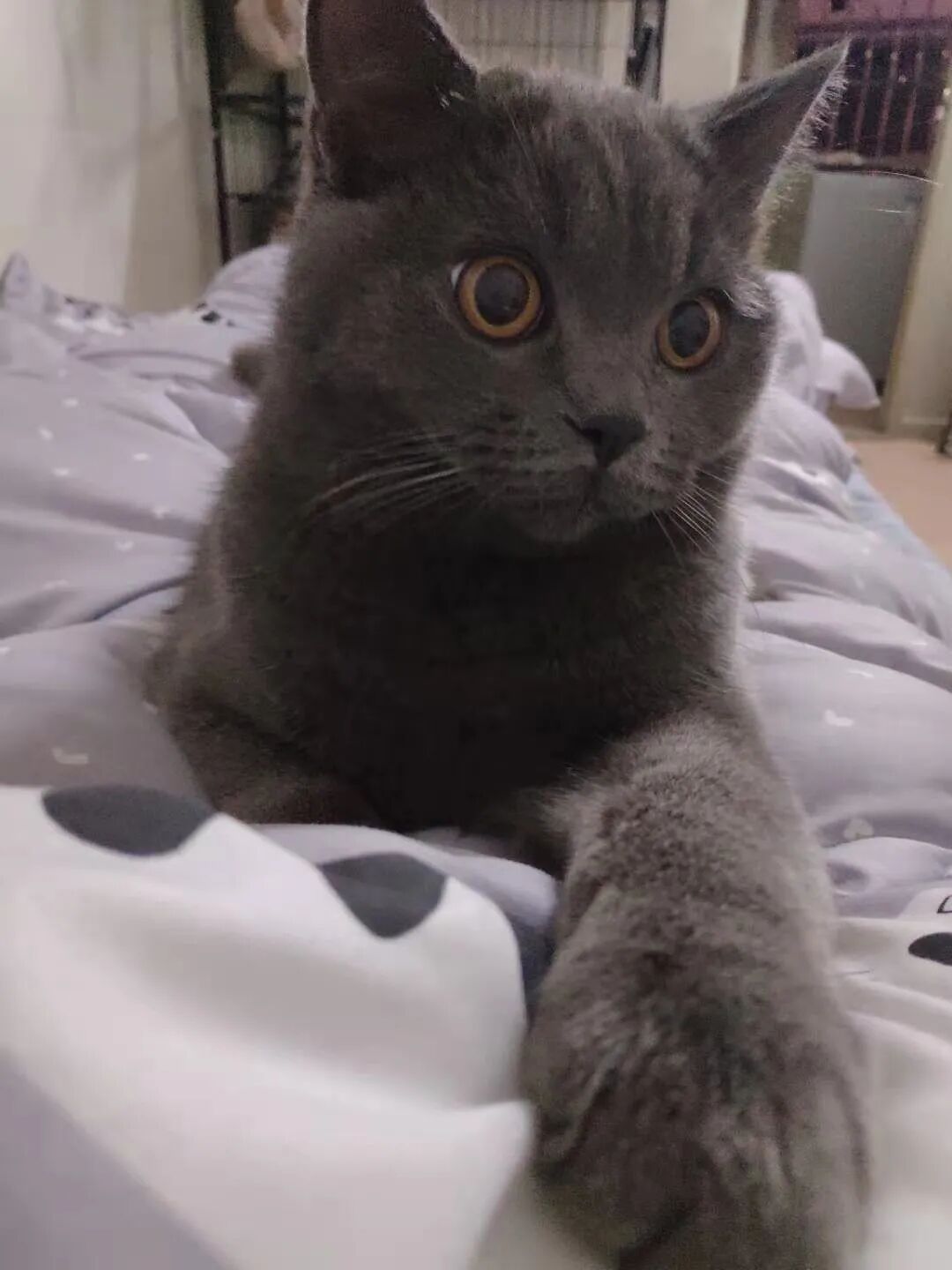 萌宠首秀，到底谁才能c位出道？