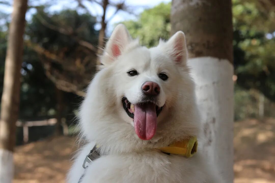 萌宠首秀，到底谁才能c位出道？