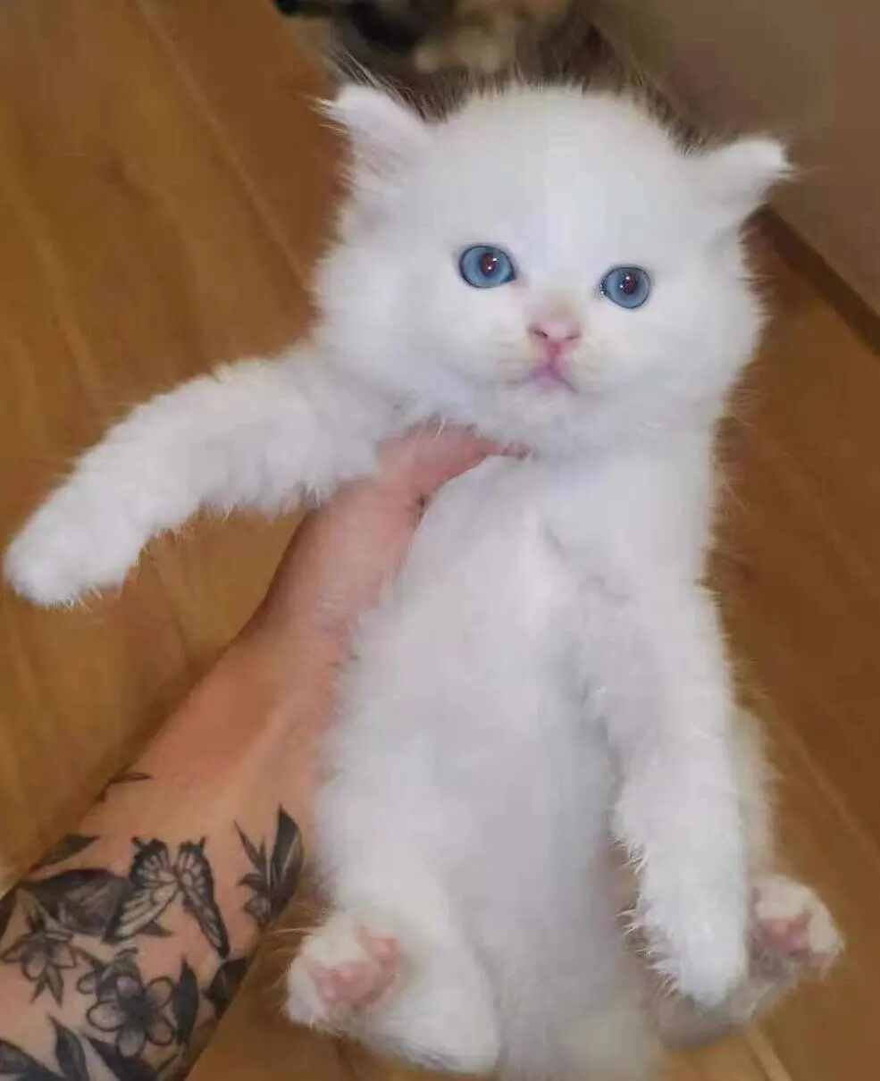 萌宠首秀，到底谁才能c位出道？