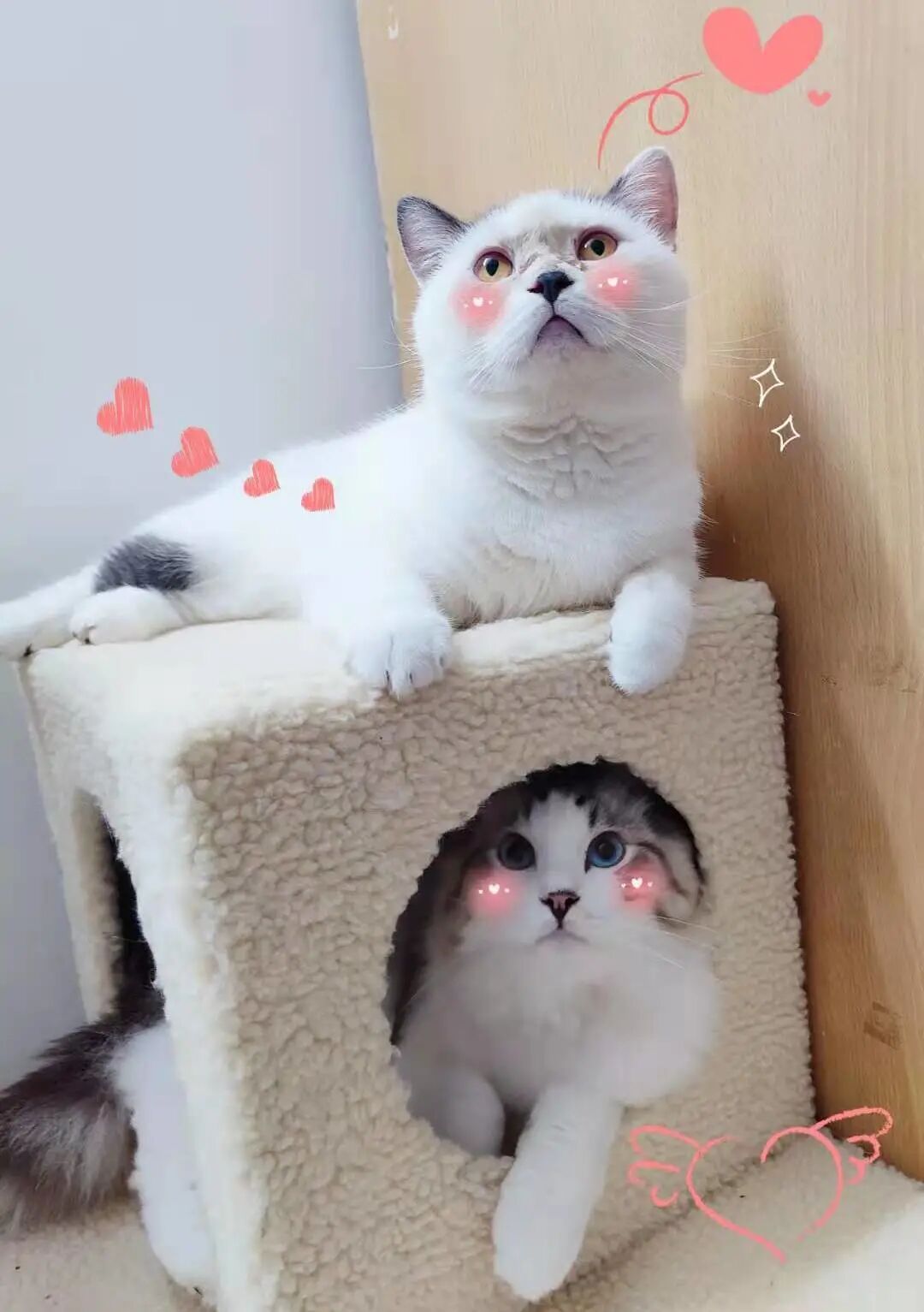 萌宠首秀，到底谁才能c位出道？