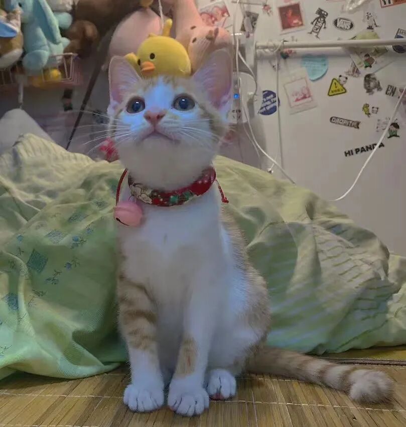 萌宠首秀，到底谁才能c位出道？