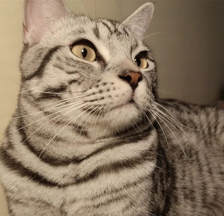 萌宠首秀，到底谁才能c位出道？