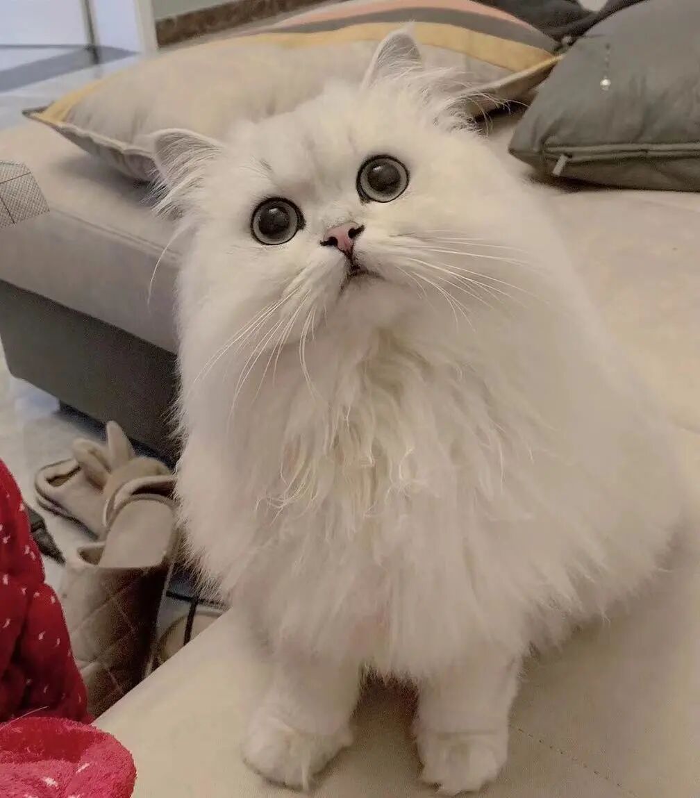 萌宠首秀，到底谁才能c位出道？