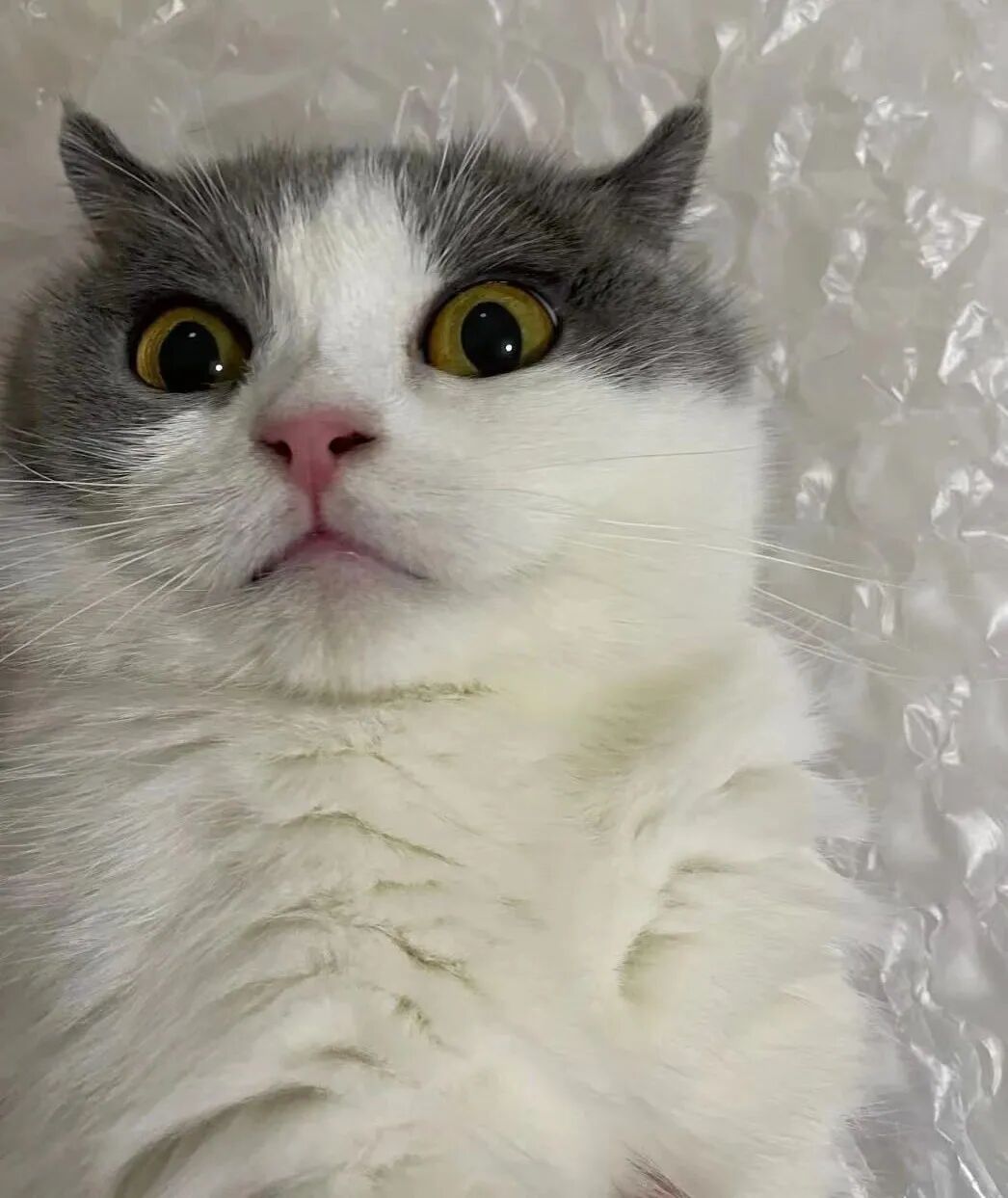 萌宠首秀，到底谁才能c位出道？