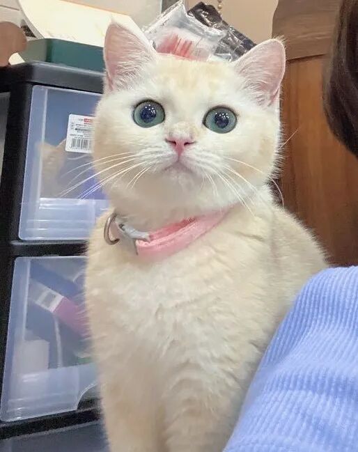 萌宠首秀，到底谁才能c位出道？