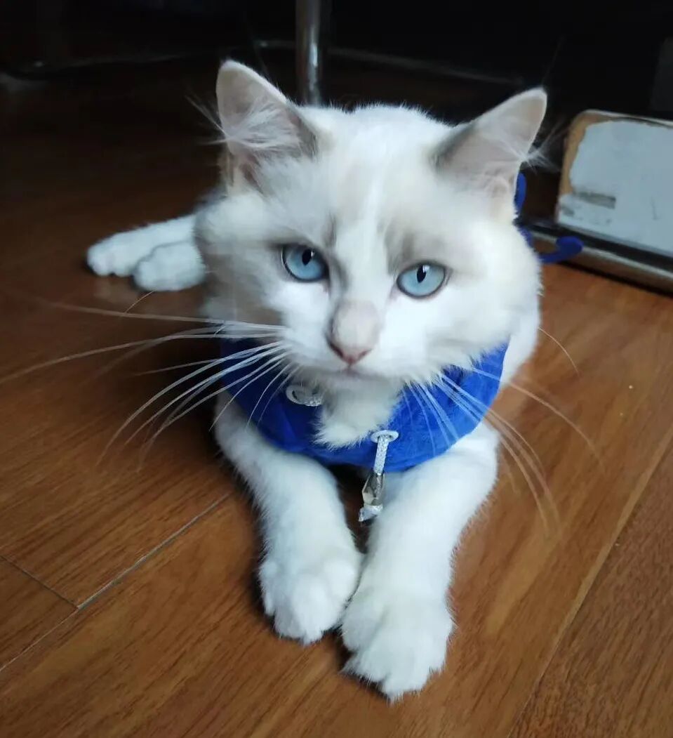 萌宠首秀，到底谁才能c位出道？