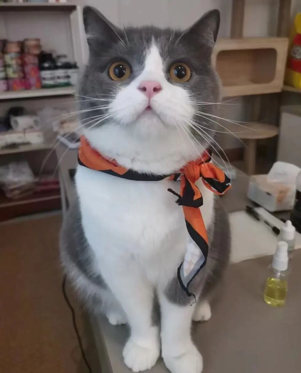 萌宠首秀，到底谁才能c位出道？