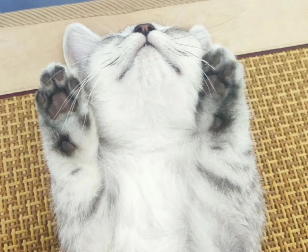 萌宠首秀，到底谁才能c位出道？