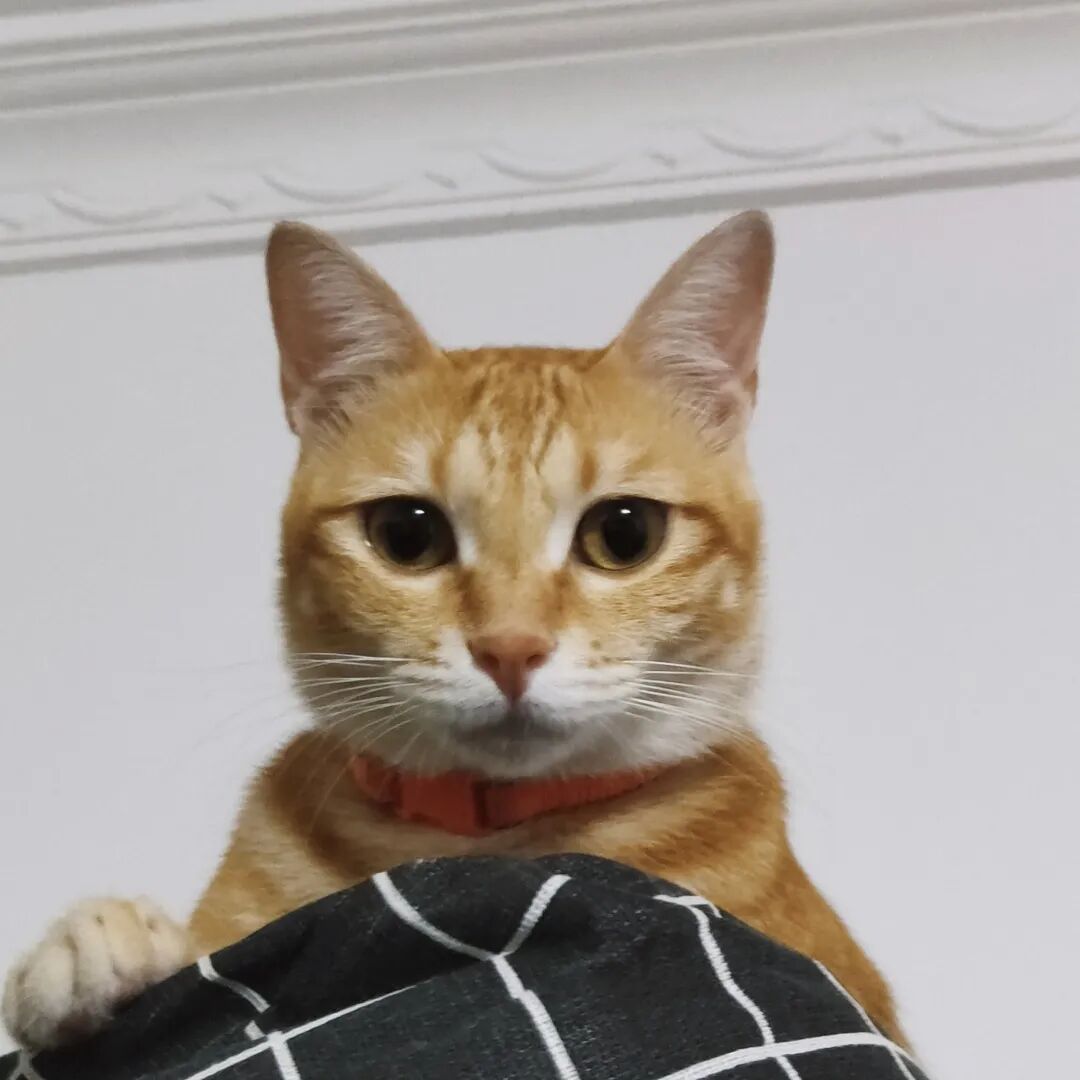 萌宠首秀，到底谁才能c位出道？