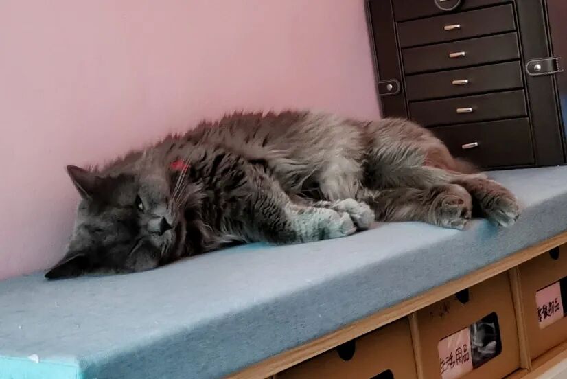 萌宠首秀，到底谁才能c位出道？