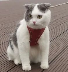 萌宠首秀，到底谁才能c位出道？