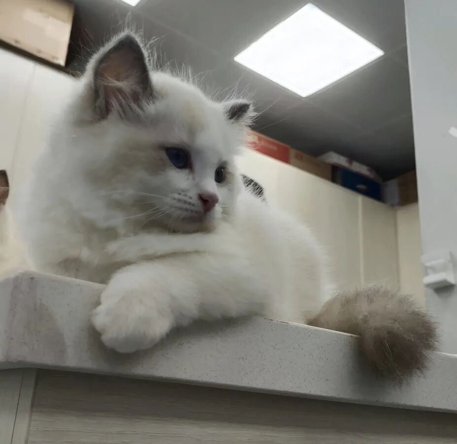 萌宠首秀，到底谁才能c位出道？