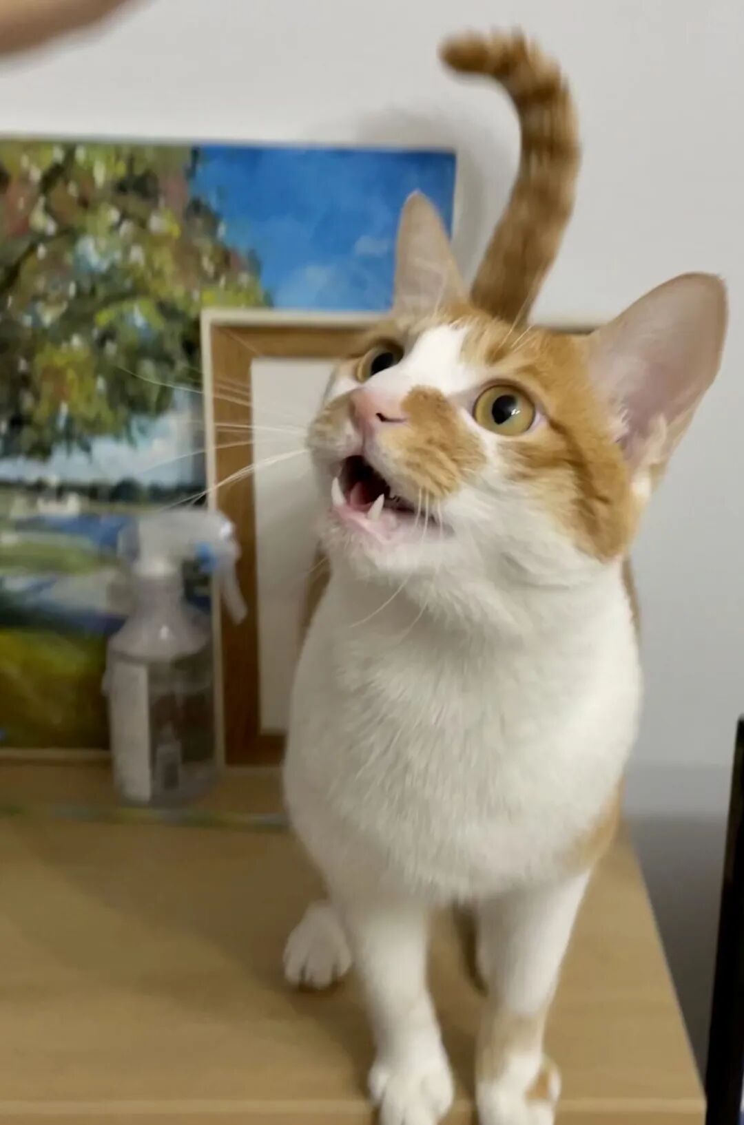 萌宠首秀，到底谁才能c位出道？