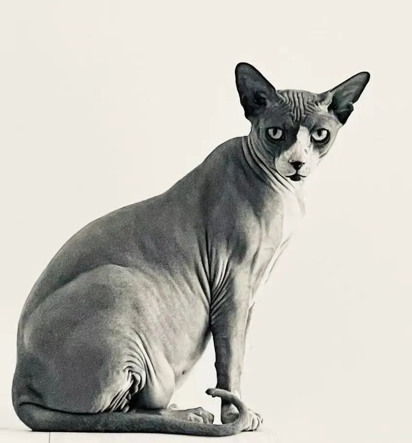 萌宠首秀，到底谁才能c位出道？