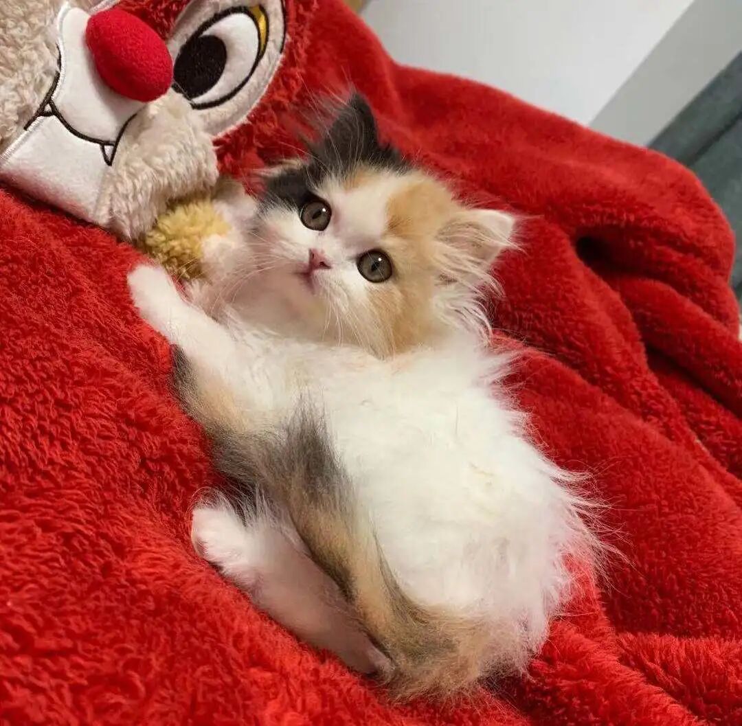 萌宠首秀，到底谁才能c位出道？