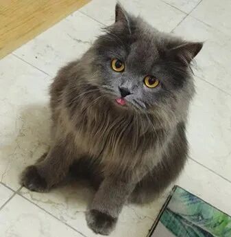 萌宠首秀，到底谁才能c位出道？