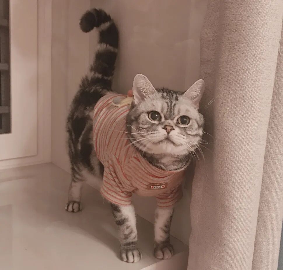 萌宠首秀，到底谁才能c位出道？