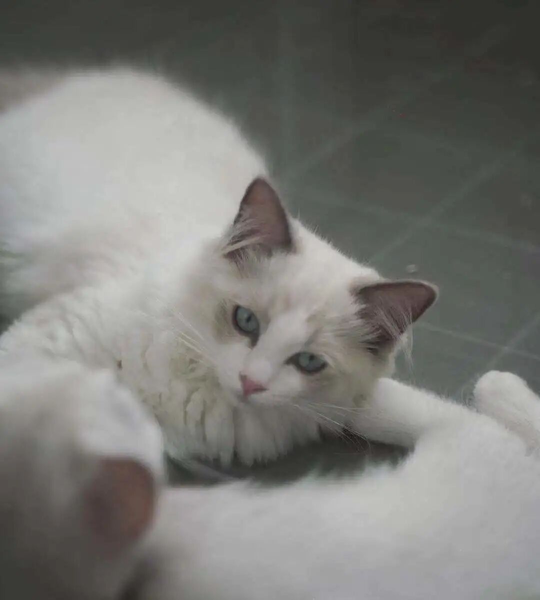 萌宠首秀，到底谁才能c位出道？