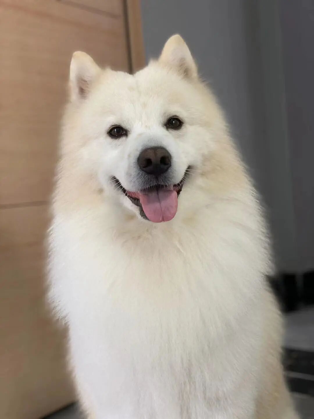 萌宠首秀，到底谁才能c位出道？