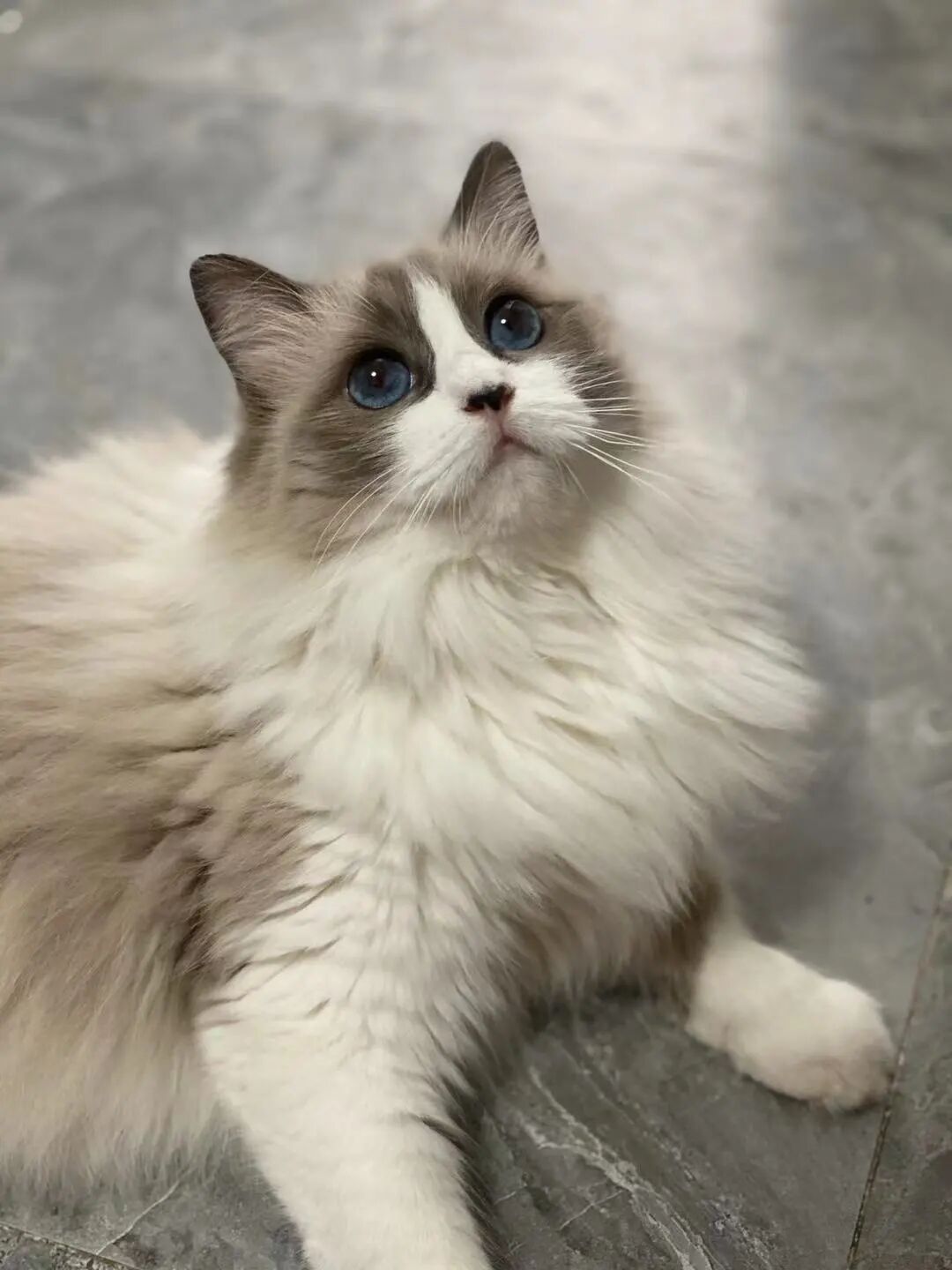 萌宠首秀，到底谁才能c位出道？