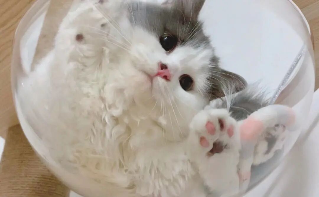 萌宠首秀，到底谁才能c位出道？