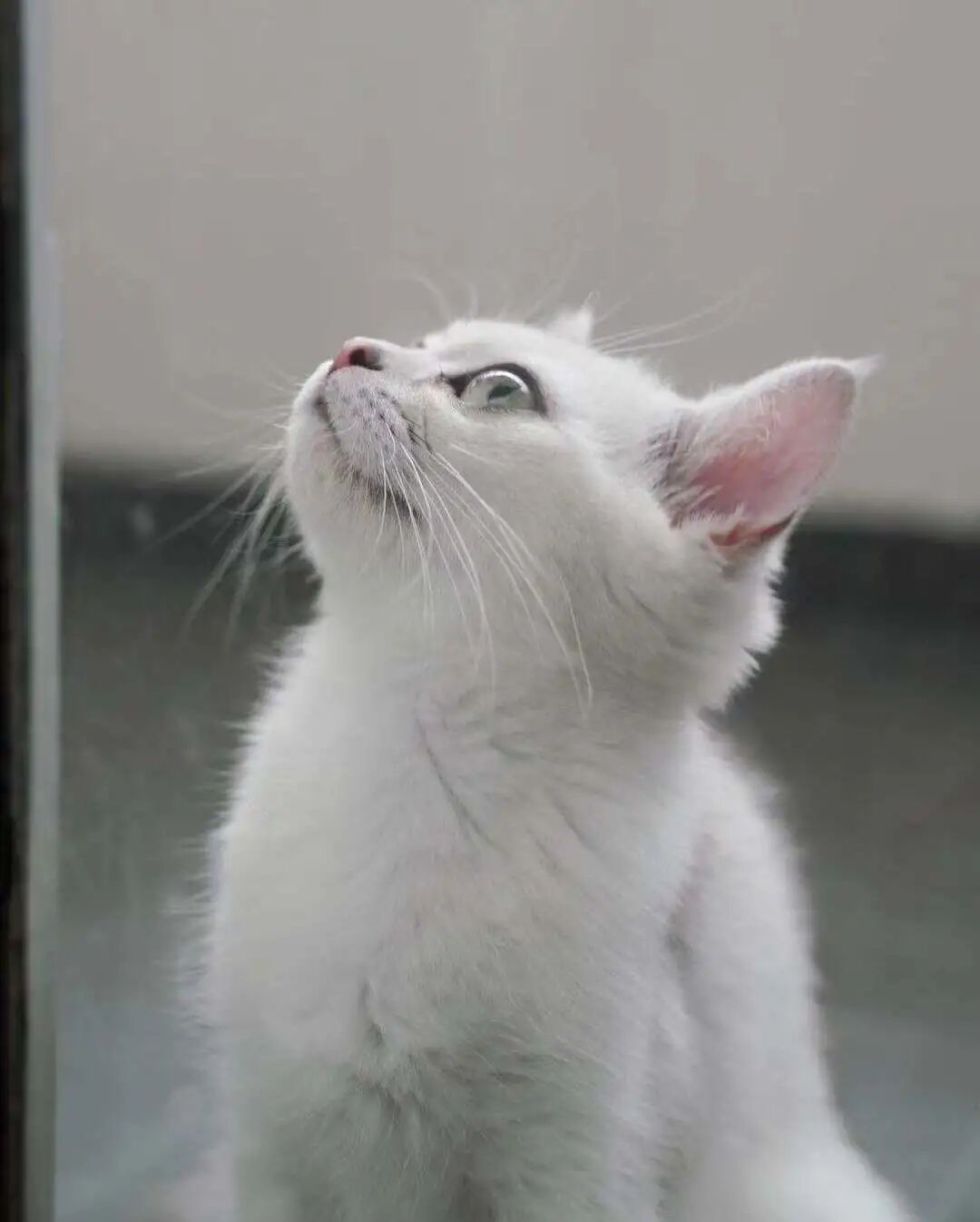 萌宠首秀，到底谁才能c位出道？