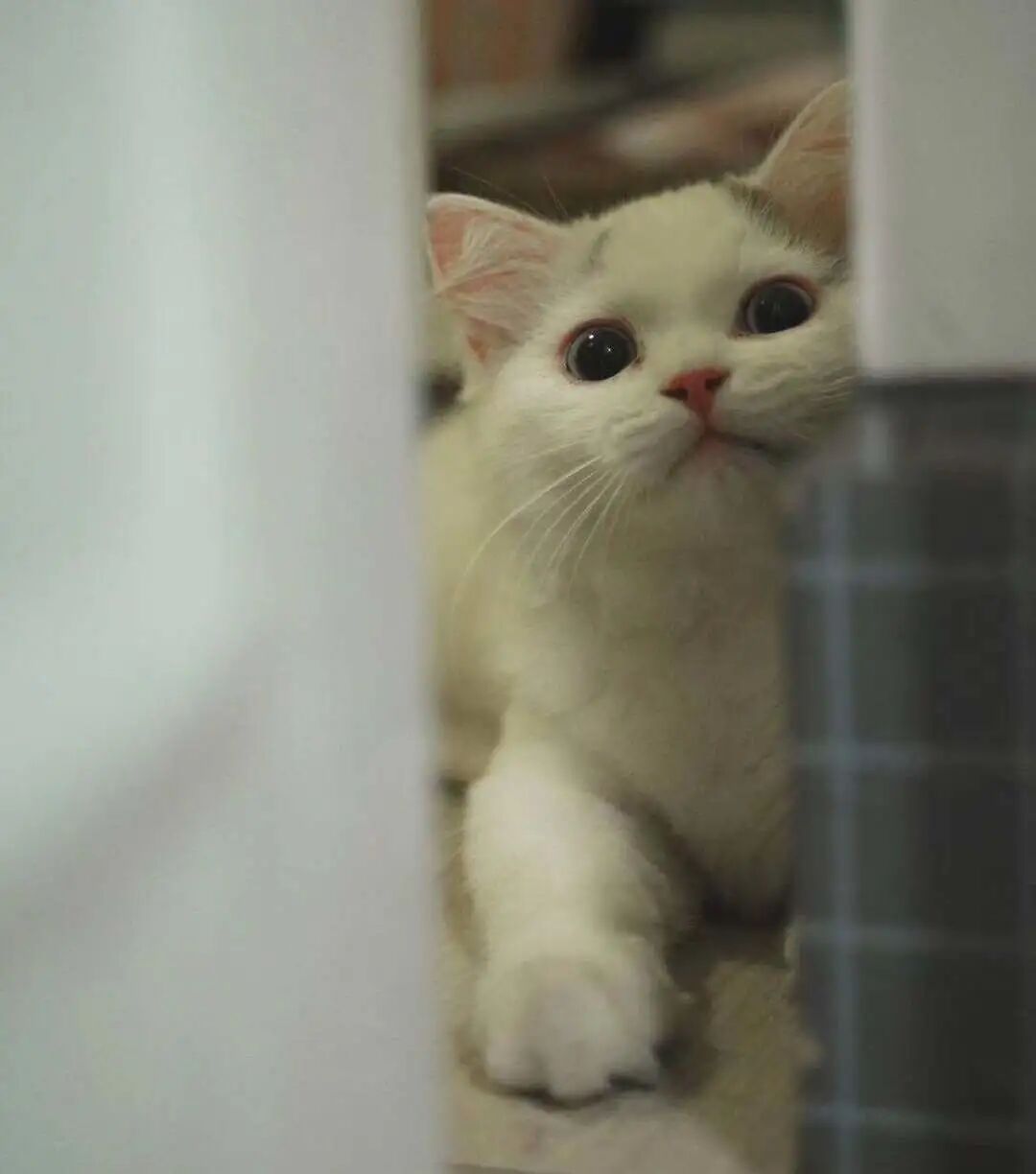 萌宠首秀，到底谁才能c位出道？