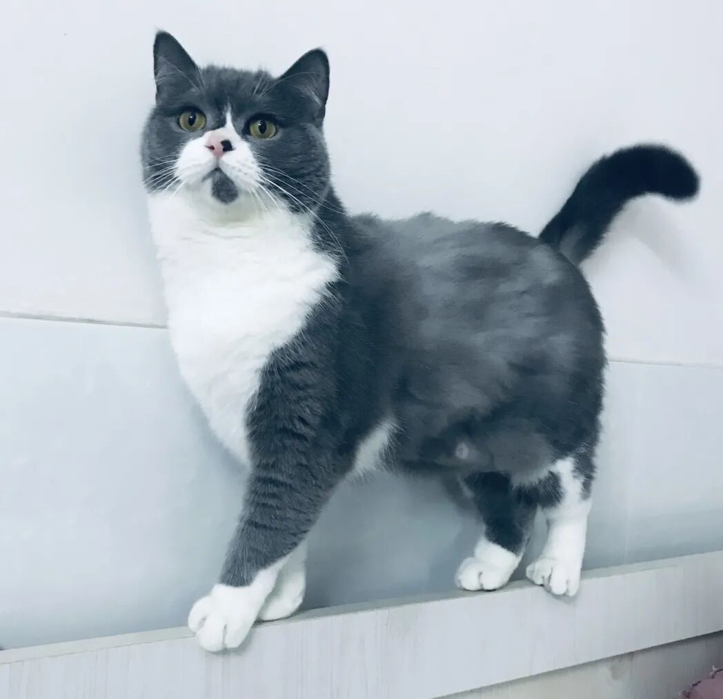 萌宠首秀，到底谁才能c位出道？