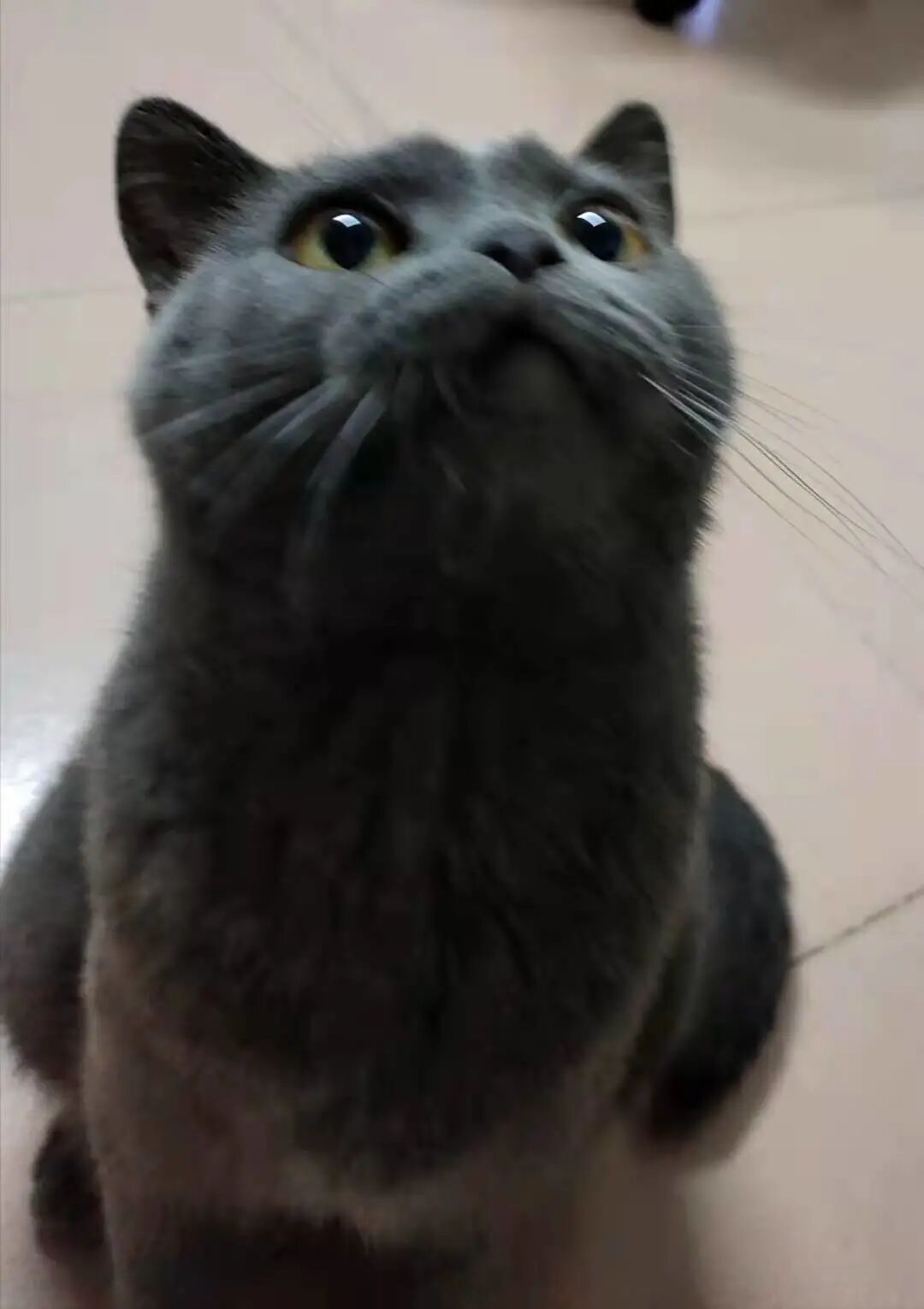 萌宠首秀，到底谁才能c位出道？