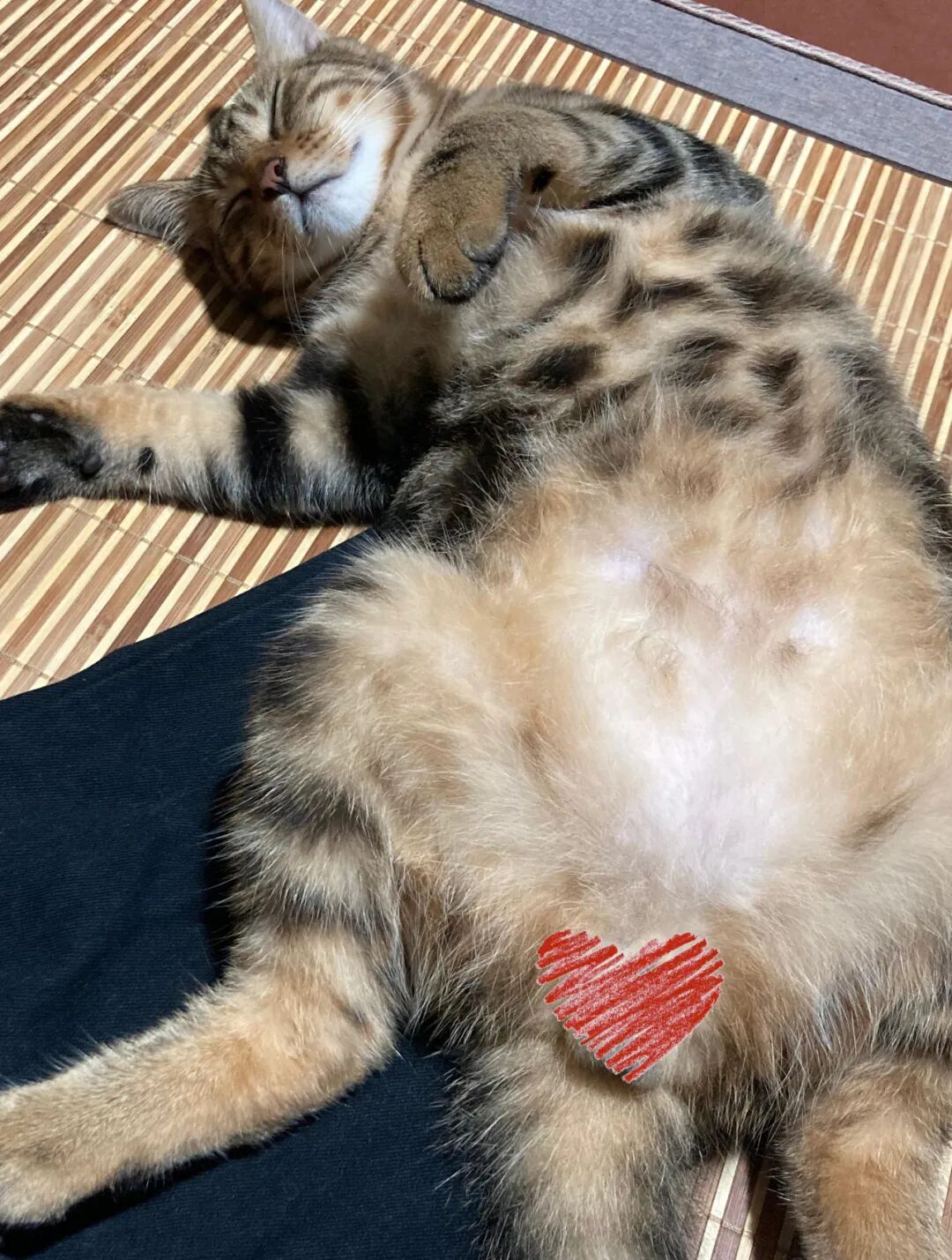 萌宠首秀，到底谁才能c位出道？