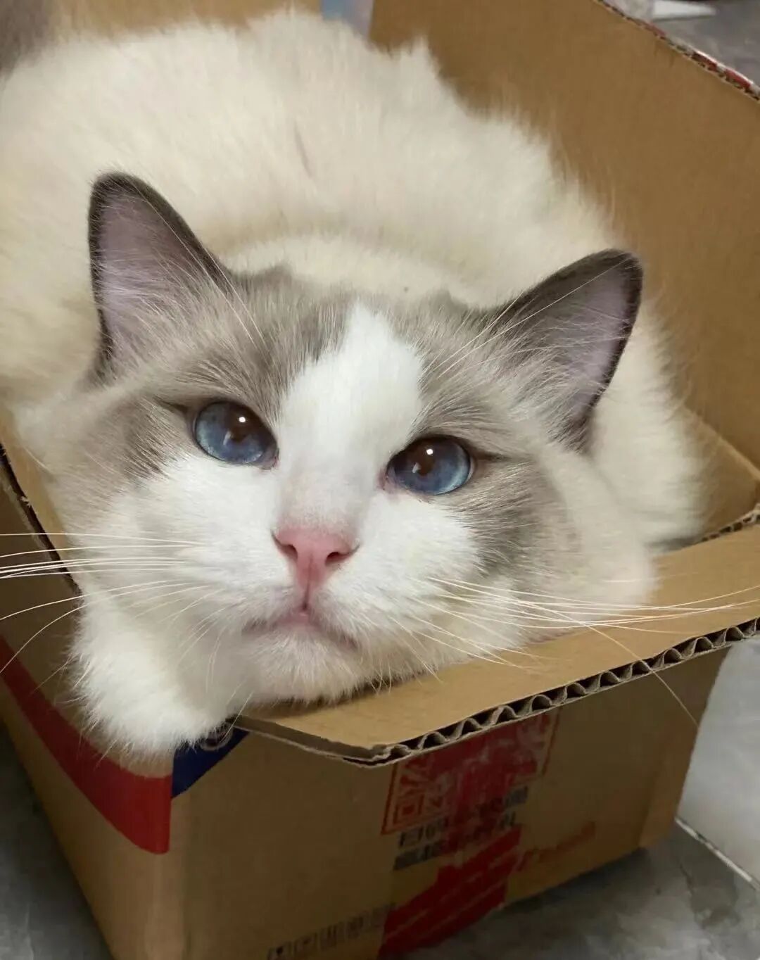 萌宠首秀，到底谁才能c位出道？