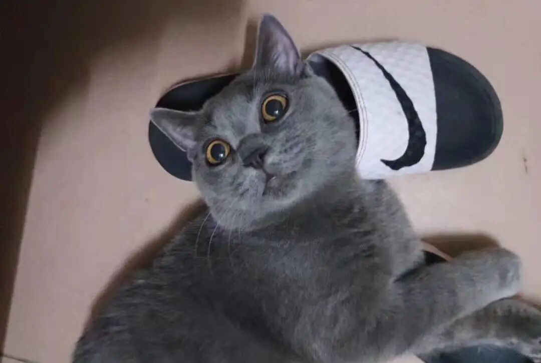 萌宠首秀，到底谁才能c位出道？