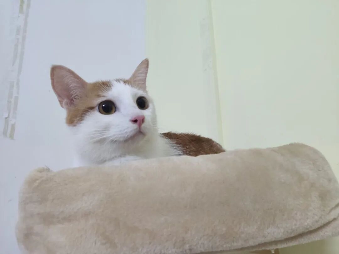 萌宠首秀，到底谁才能c位出道？