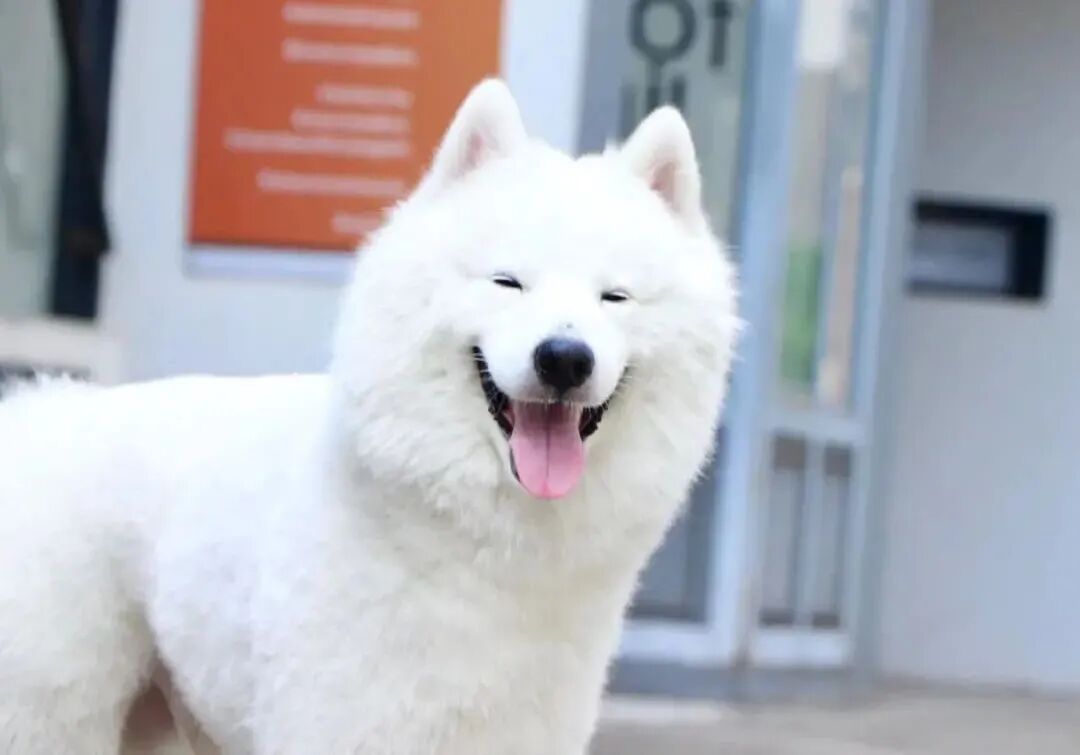 萌宠首秀，到底谁才能c位出道？