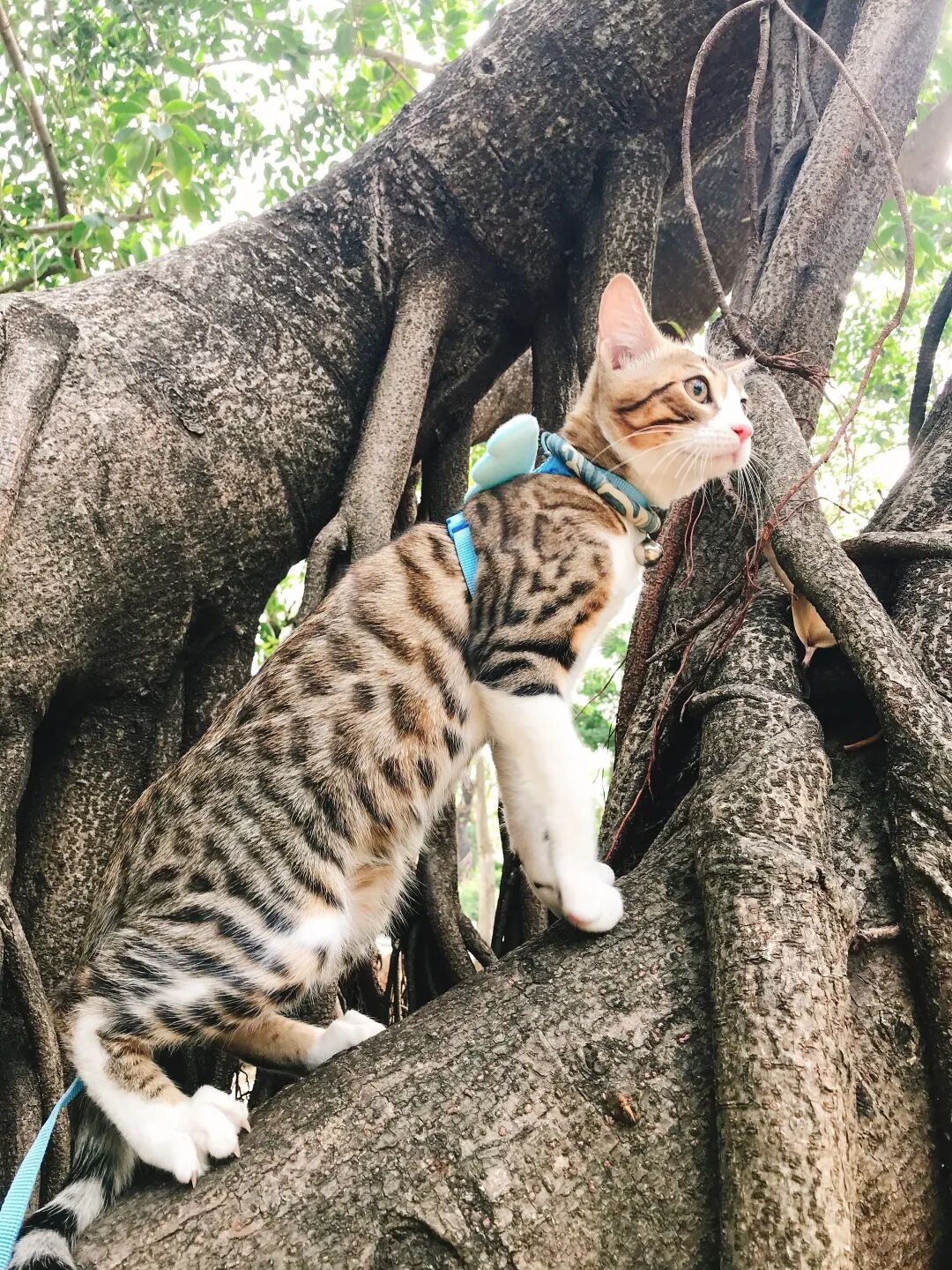 萌宠首秀，到底谁才能c位出道？