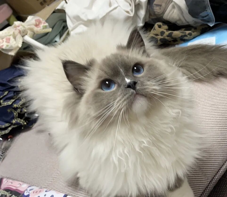 萌宠首秀，到底谁才能c位出道？