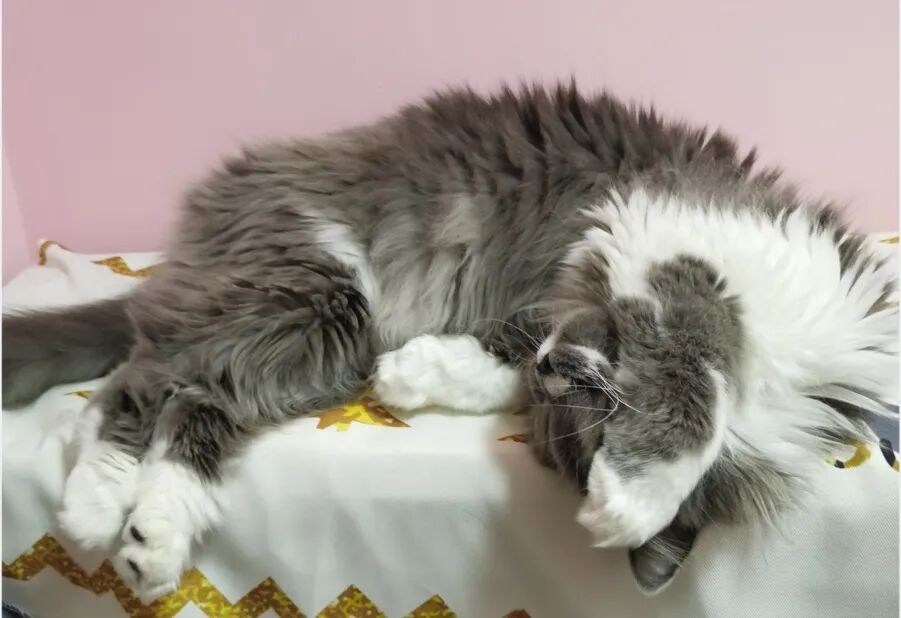 萌宠首秀，到底谁才能c位出道？