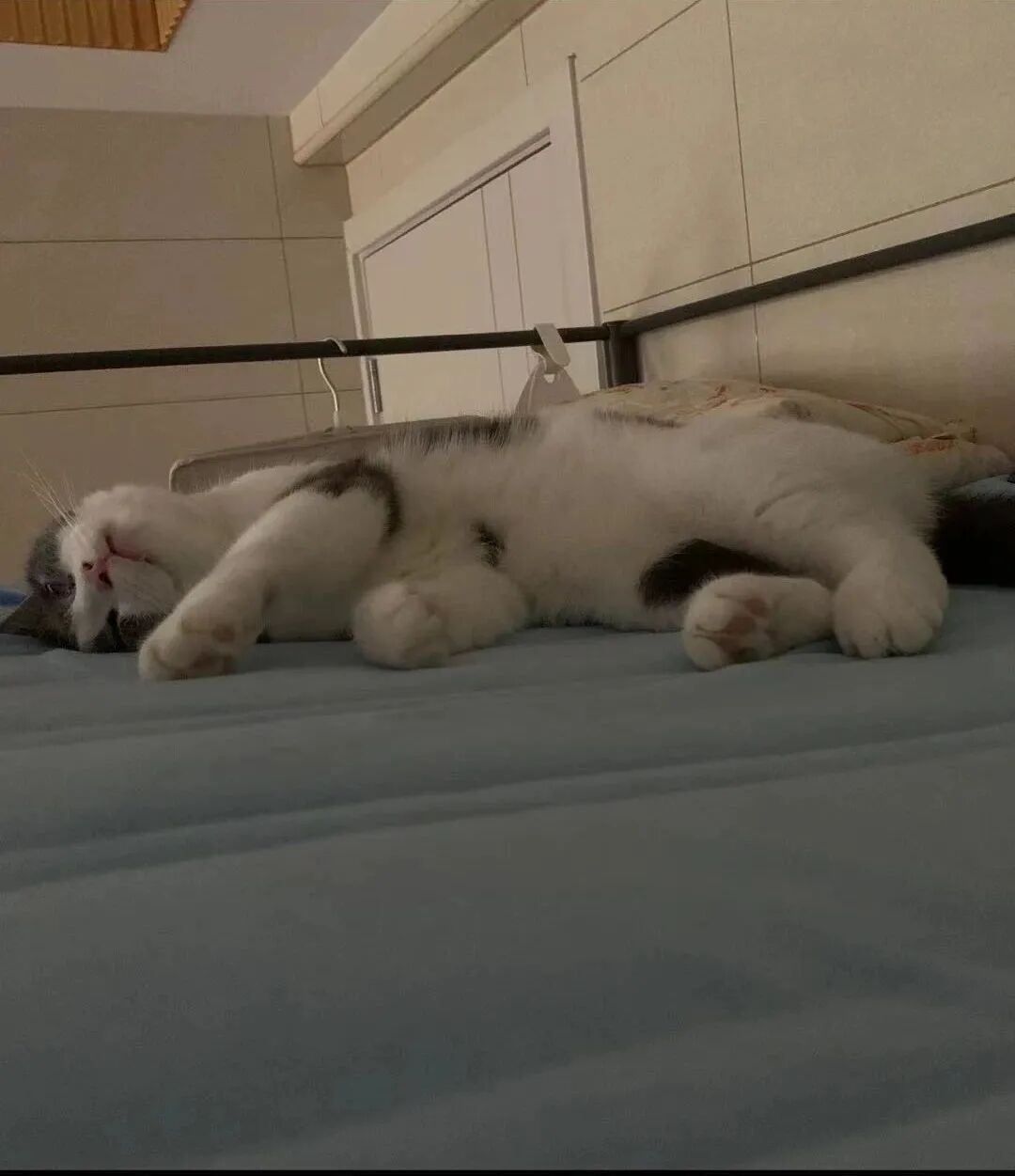 萌宠首秀，到底谁才能c位出道？