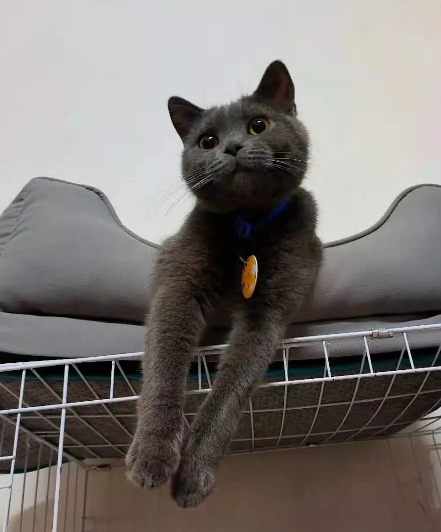 萌宠首秀，到底谁才能c位出道？