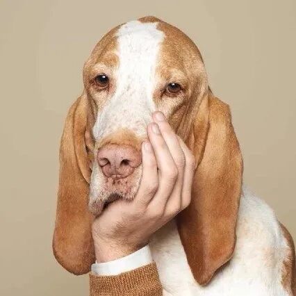 @汪星人：我还小，你却长大了