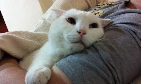 如何成为行走中的猫薄荷？
