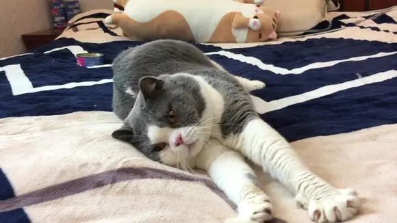 猫咪身上最大的秘密竟是....