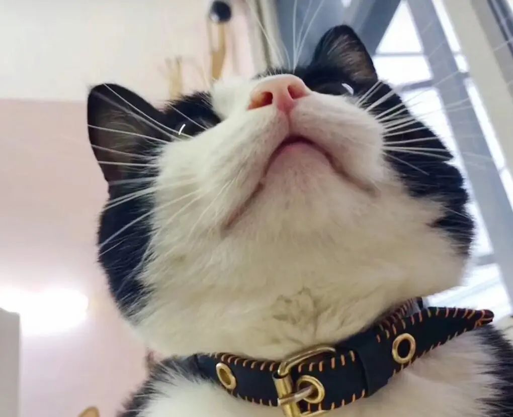 猫咪身上最大的秘密竟是....