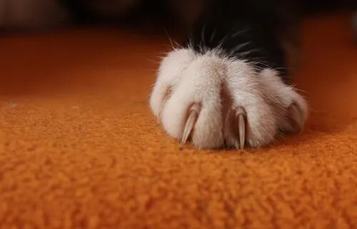 猫咪身上最大的秘密竟是....