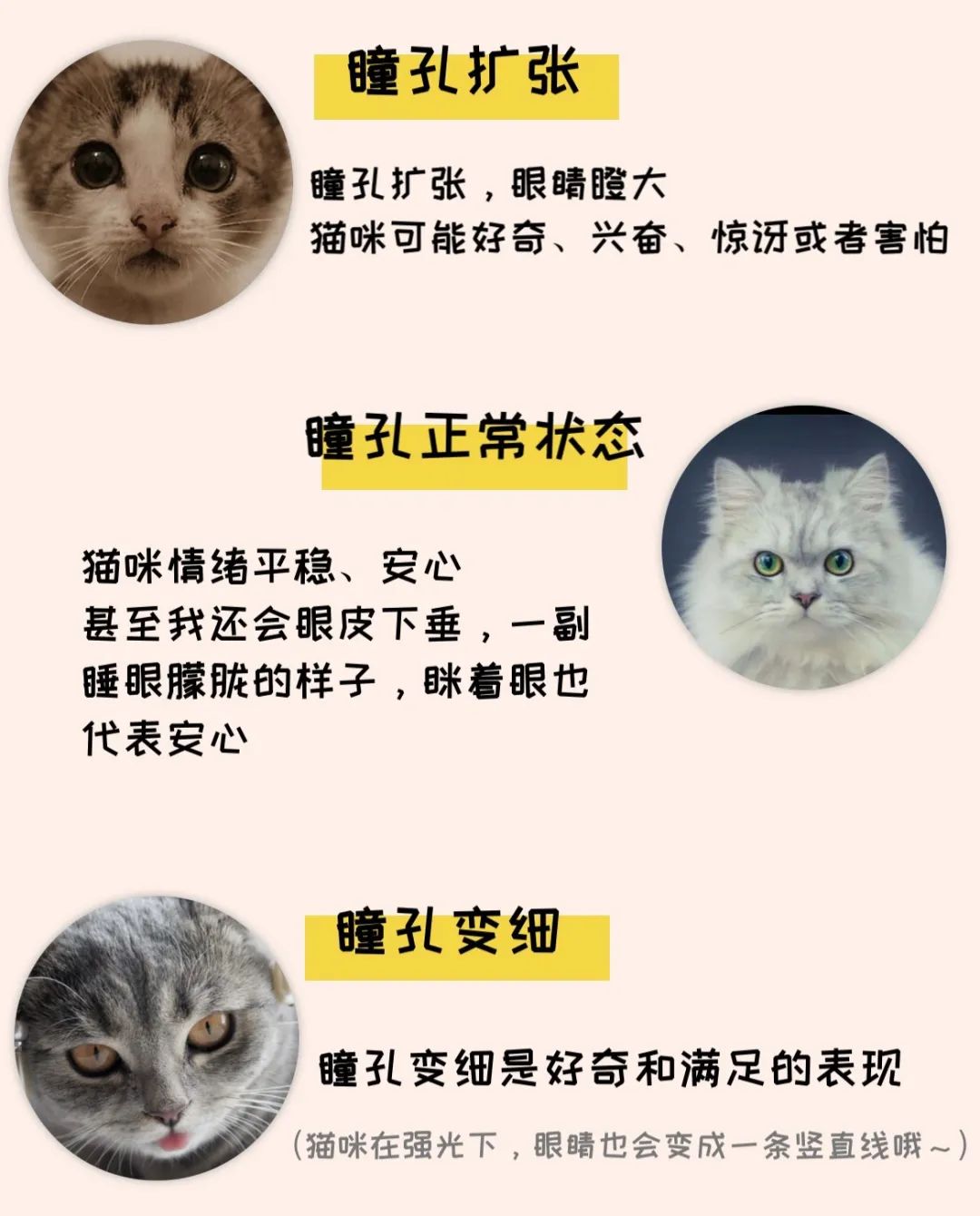 5招教你读懂主子们的小心思! 5招教你读懂主子们的小心思!